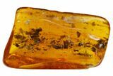 Fossil Truebug (Heteroptera) In Baltic Amber #135027-2
